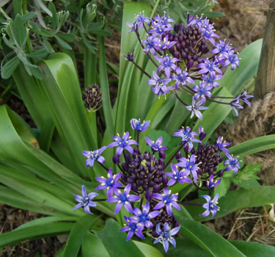 Blaustern_T1_2538_81.jpg