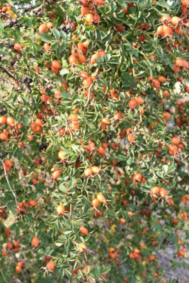 Ochsenbach, Pflaumen 033.JPG