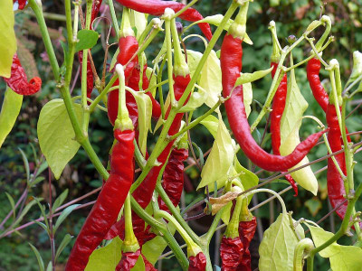180905_Chili_rot_spitz.jpg