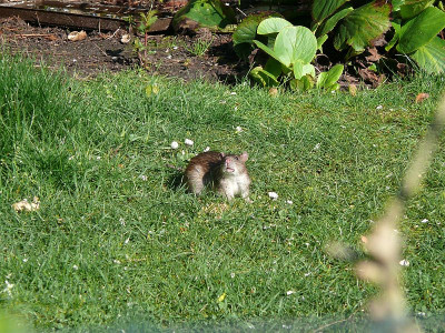 180413_Ratte_1.jpg