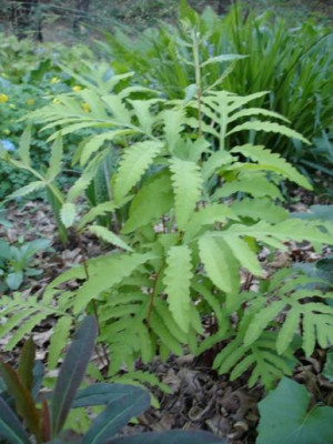 unbekannterFarn.DSC02920jpg.jpg