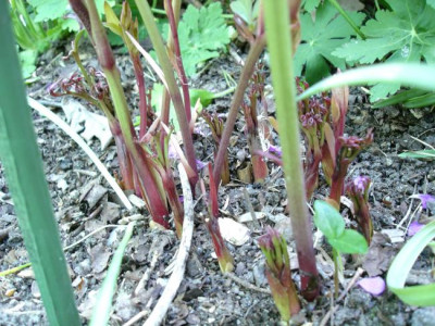 Paeonia_lacct.DSC02918jpg.jpg