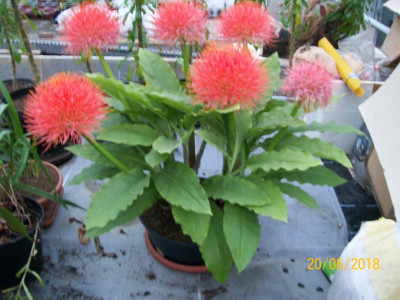 100_6274.JPG