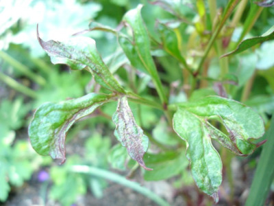 Paeonia_lacct.DSC02919jpg.jpg