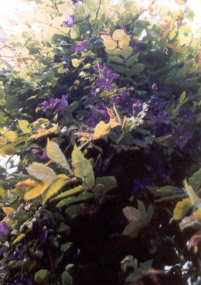 Clematis_an_Hainbuche.jpg