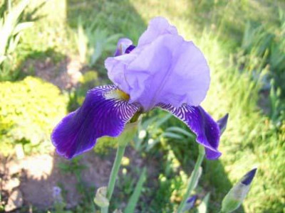 Rheintraube_PIC_0018.jpg