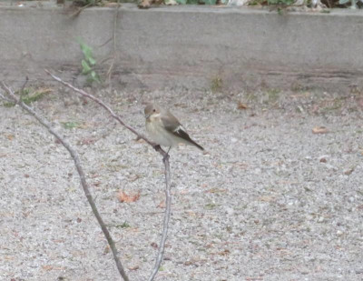 NeuerVogel.png