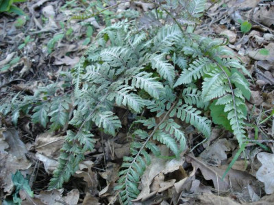 Athyrium_niponicum_m.DSC02922jpg.jpg