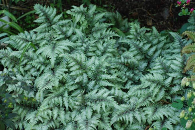 Athyrium-niponicum-pictum-k.jpg