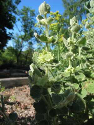 Ballota_acetabulosa_20070501.jpg
