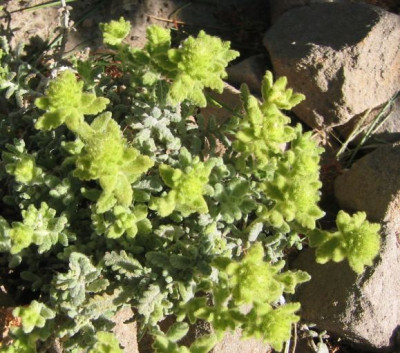 Teucrium_polium_ssp._Aureum_20070501.jpg