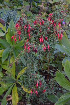 Fuchsia-David.18-2.jpg