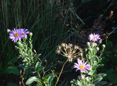 Aster_amellus-Sonia.18-1.jpg
