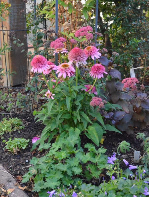 Echinacea-ButterflyKisses.18-1.jpg
