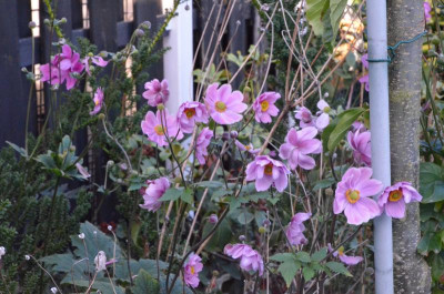 Anemone-Serenade.18-1.jpg