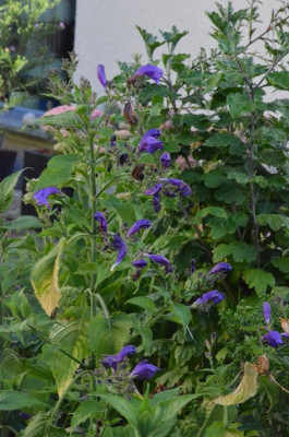 Strobilanthes,18-1.jpg