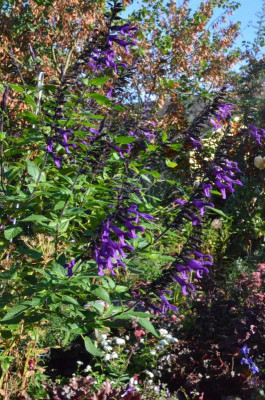 Salvia-Amistad.18-6.jpg