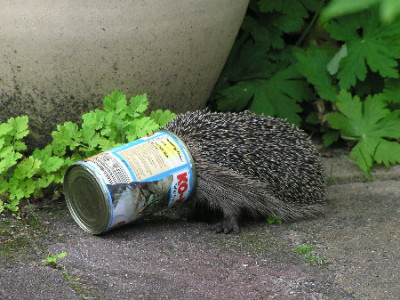 Igel-B-1.jpg