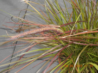 DSCN4964.JPG