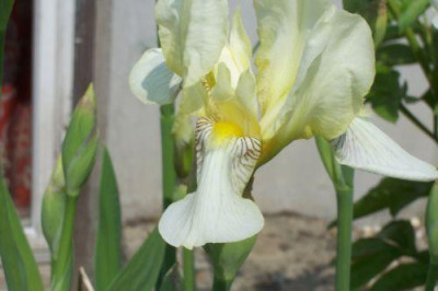 000_1606_Flavescens.jpg