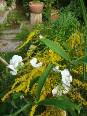 DSC05437.JPG