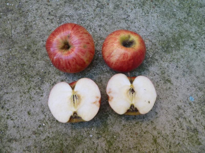 P1210427a.jpg