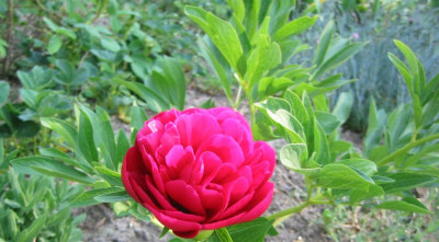 Paeonia_unbekannt.jpg
