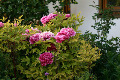 St_Paeoniasuff010507.jpg