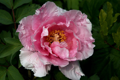 St_PaeoniasuffHanaKishoi010507.jpg