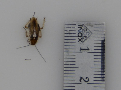 Käfer 2-069.JPG