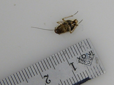 Käfer 1-068.JPG