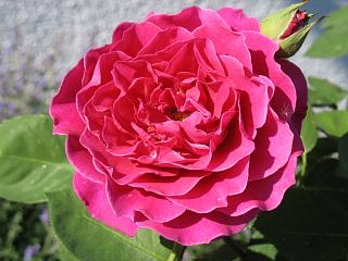 IMG_3559.JPG