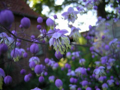 Thalictrum1a.JPG