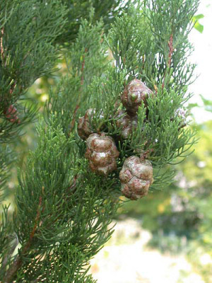 Cupressus_sempervirens_Stricta_zapfen.jpg