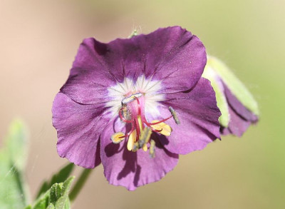 Geranium_phaeum_-_brauner_Storchschnabel.jpg
