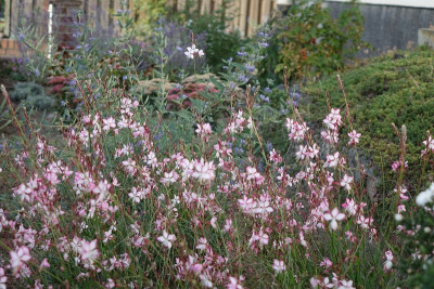 garten1.jpg