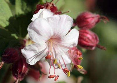 Geranium_macrorrhizum__Balkanstorchschnabel.jpg
