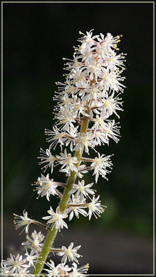 tiarella_blute.jpg