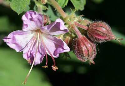 geranium-.jpg