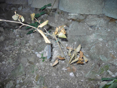 PICT2365.JPG