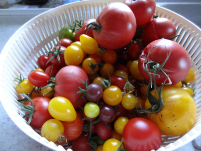 tomaten.JPG