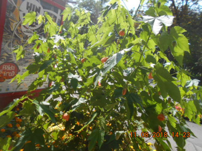 DSCN4748.jpg