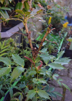 Mahonia-Cabaret.18-2.jpg
