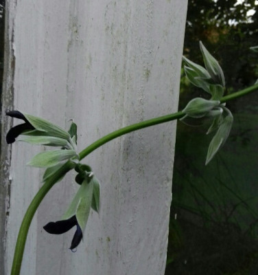 Salvia discolor2.jpg