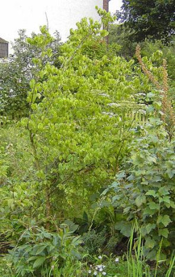 Cornus_mas_einseitig.jpg