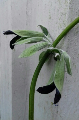 Salvia discolor1.jpg