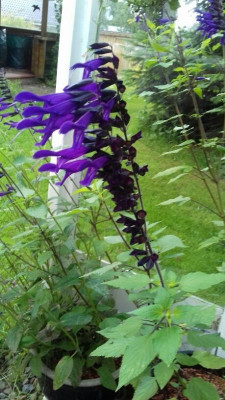 Salvia Amistad.jpg
