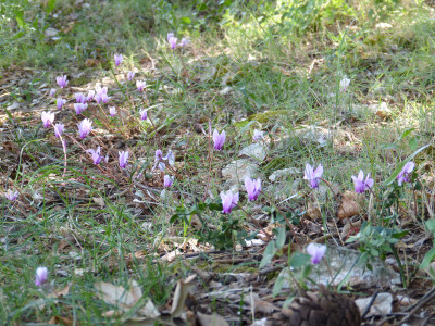 2018-09-11 Kroatien Cyclamen 1.jpg