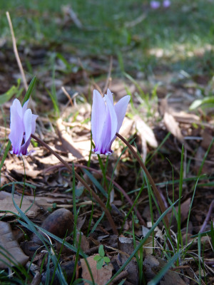 2018-09-11 Kroatien Cyclamen 2.jpg
