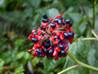 2018-09-13 Paeonia obovata 1.jpg